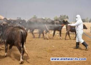 ارتفاع مخيف بعدد إصابات الحمى النزفية في ذي قار